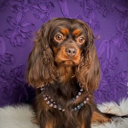 Smooch - Cavalier King Charles Spaniel