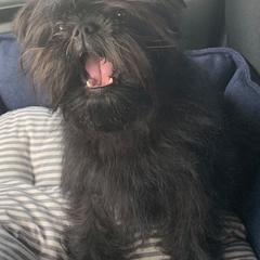 Affenpinschers from High Noon Kennel