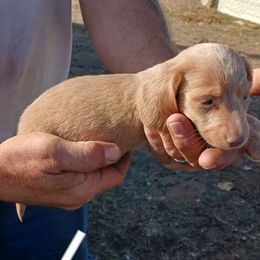 Jacob - Fawn (Isabella) male Dachshund puppy in Hollis, Oklahoma from Write Breed Doxies
