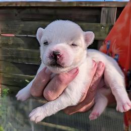 Rayne - 2500 - White female Pomsky puppy in Spring Hill, Florida from www.PuppyTimeEmporium.com