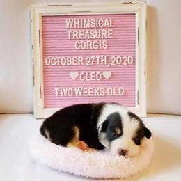 American Corgi and Pembroke Welsh Corgi Puppies from Whimsical Treasure Corgis