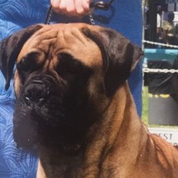 Brittanys and Bullmastiffs from River’s Crossing Brittanys and Maestra Bullmastiff