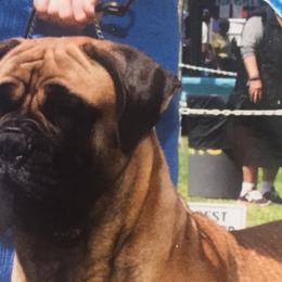 Brittanys and Bullmastiffs from River’s Crossing Brittanys and Maestra Bullmastiff