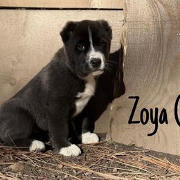 Zoya - Black female Central Asian Shepherd Dog puppy in Island City, Oregon from Alabaivalley