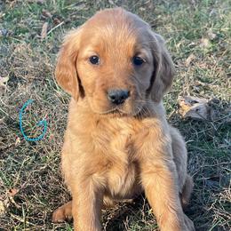 Light blue - Dark golden female Golden Retriever puppy in Mount Carmel, Tennessee from HS Goldens