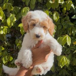 Penelope - Parti female Goldendoodle puppy in Barstow, California from Golden Desert Doodles