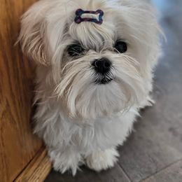 Lola - White Maltese puppy in Kane, Pennsylvania from Emerald Maltese