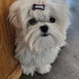 Lola - White Maltese puppy in Kane, Pennsylvania from Emerald Maltese