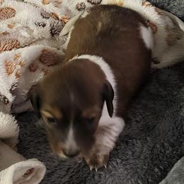 Bruno - Piebald male Dachshund puppy in Geneva, Florida from TGIF Doxies