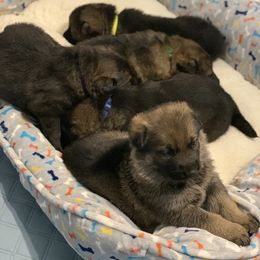 German Shepherd Puppies from LaMarca's Kennels