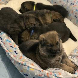 German Shepherd Puppies from LaMarca's Kennels