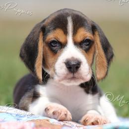 AKC 'Pauly' - Black tan and white male Beagle puppy in Lamar, Missouri from Marti Acres ~ Boston Terrier & Beagles