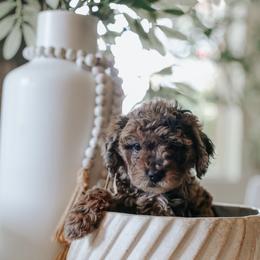 Light Pink Girl F1B Mini Goldendoodle - Merle female Goldendoodle puppy in Mckinney, Texas from Doodles of North Tx