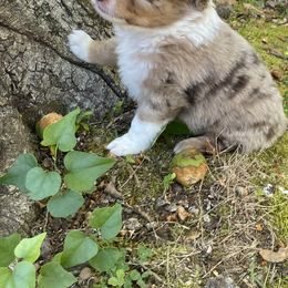 Miniature Australian Shepherd and Toy Australian Shepherd Puppies from Rye Hill Aussies