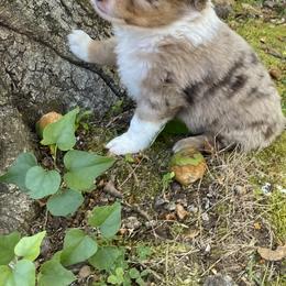 Miniature Australian Shepherd and Toy Australian Shepherd Puppies from Rye Hill Aussies