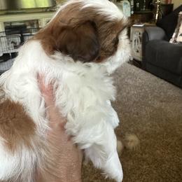 Shih Tzu Puppies from Puddle Jumpers Shih Tzus