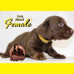 Twix - Chocolate and tan female Dachshund puppy in Liberty, Texas from Mini Chocolate Factory