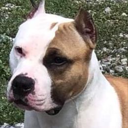 Bane - American Staffordshire Terrier