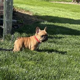 French Bulldog Puppies from Miller Frenchie Farm