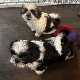 Shih Tzus from Premier Shih-tzu’s of NC