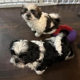 Shih Tzus from Premier Shih-tzu’s of NC