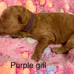 Purple collar - Red  female Goldendoodle puppy in Indianapolis, Indiana from ZuGolden Retrievers & Doodles