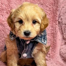 M4 112825 (apricot) - Apricot male Maltipoo puppy in Bakersfield, California from Silvia's Maltipoos