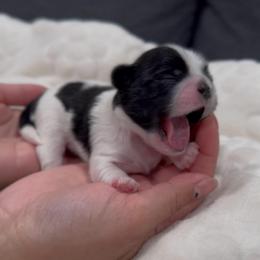Dewy Aphid - Black and white male Shih Tzu puppy in Cedar Hill, Texas from Puppy Paper House