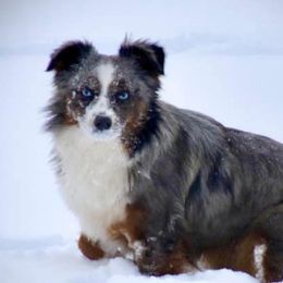 Daisy - Toy Australian Shepherd