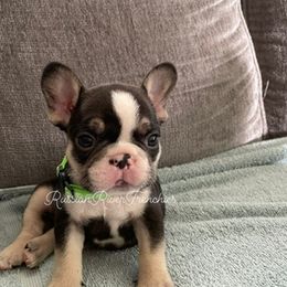 French Bulldog Puppies from Russian River Frenchies