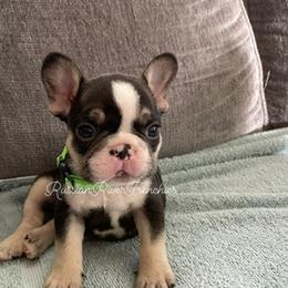 French Bulldog Puppies from Russian River Frenchies