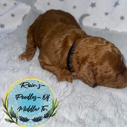 Boy 1 - Poodle puppy in Shelbyville, Tennessee from Rains Poodles Of Middle TN
