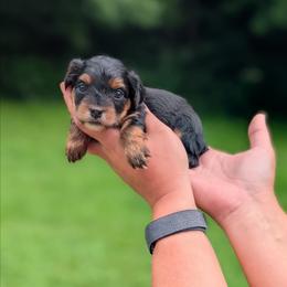 Sunday - Black and tan female Yorkipoo puppy in Coshocton, Ohio from Forever Family Puppies