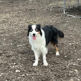 Hoku - Australian Shepherd