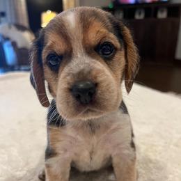 Elle - Black tan and redtick female Beagle puppy in Brownsboro, Texas from Willow Bark Beagles