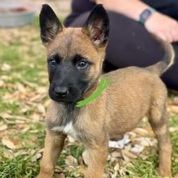 Lyric - Fawn sable female Belgian Malinois puppy in Briggs, Texas from Madhouse’s Belgian Malinois and German Shepherds