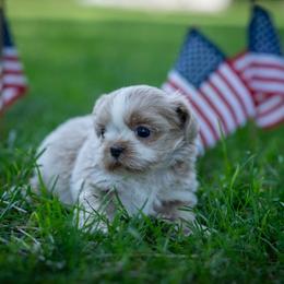 Opal - Gold and white female Shih Tzu puppy in Montrose, Colorado from Nana's Happy Pups