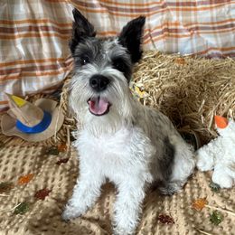 Poppy - Miniature Schnauzer