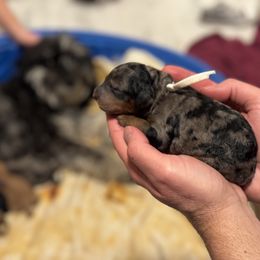 Goldendoodle Puppies from Las Vegas Mini Golden Doodles - John Walker