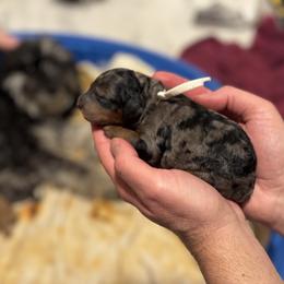 Goldendoodle Puppies from Las Vegas Mini Golden Doodles - John Walker