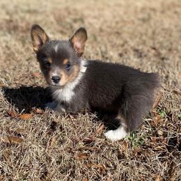 American Corgi and Pembroke Welsh Corgi Puppies from Tori’s Sassy Corgis