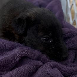 Dark Female, Spunky, Focus and well driven - Black sable female Belgian Malinois puppy in Dallas, Texas from Kaizen von Ruach Malinois