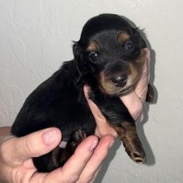 Rowan - Black and tan male Dachshund puppy in Las Vegas, Nevada from Desert Dachshunds