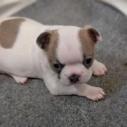 Blue fawn splash (pending) - Fawn female Boston Terrier puppy in Oak Hills, California from All American Boston Terriers