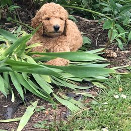 Labradoodle Puppies from Double B Doodles