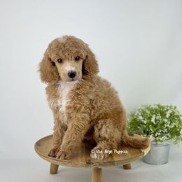 Vienna - Red  female Poodle puppy in Republic, Missouri from Red Skye Puppies