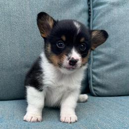 Luigi - Black and tan male Pembroke Welsh Corgi puppy in Lake City, Minnesota from Lake Pepin Corgi's