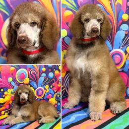 Red Collar - Brown male Poodle puppy in Houma, Louisiana from Smart Azz Poodles