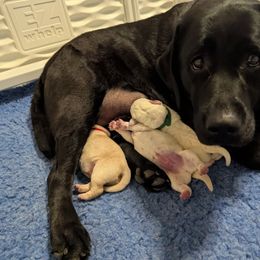Yellow male - Yellow male Labrador Retriever puppy in Frenchtown, Montana from Bear Bones Labradors