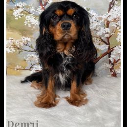 Demri - Cavalier King Charles Spaniel